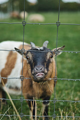 goat on the farm