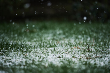 snowfall on the grass