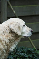 golden retriever portrait