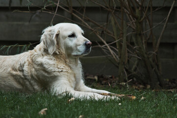 golden retriever dog