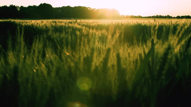 4K clip of wheat or barley field blowing in the wind at sunset or sunrise