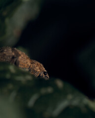 Details of a weevil on a green leaf.