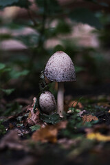 mushroom in the forest