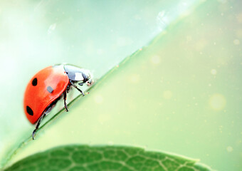 Ladybug climbing a leaf, copy space. The concept of the desire to win. Coccinella septempunctata