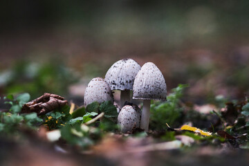 mushrooms in the moss
