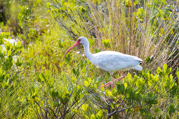 White Ibis