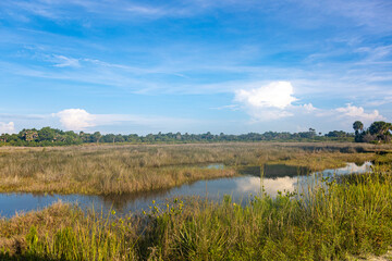 Florida marshland