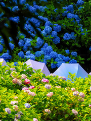 【静岡県】法多山尊永寺 紫陽花とカラフルな傘

