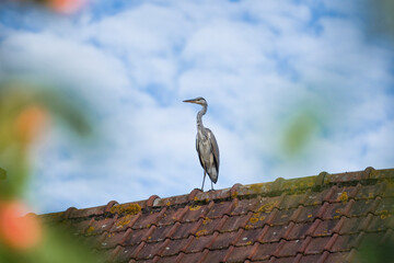 heron on a roof