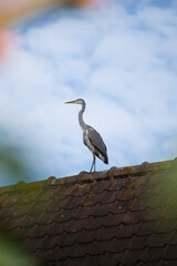 heron
