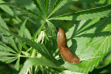 Spanish slug pest Arion vulgaris snail parasitizes on cannabis hemp detail close-up leaves green...