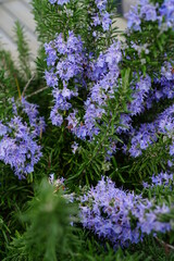Green spikes and blue flowers of rosemary (rosmarinus officinalis)
