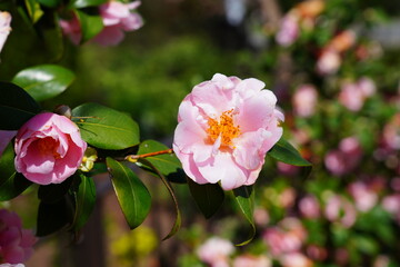 A pink icicle camellia japonica flower in bloom on the tree