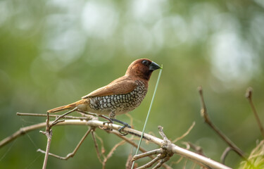 Scaly-breasted munia carrying grass to make nest.