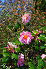 A pink icicle camellia japonica flower in bloom on the tree