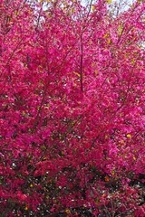 Branches of pink Chinese fringe-flower (loropetalum Chinese Zhuzhou)