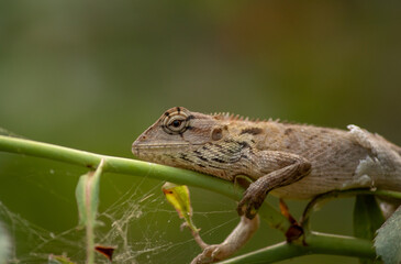Oriental garden lizard in thing mood.
