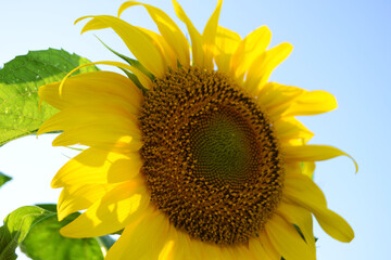 Obraz premium sunflower on a blue background