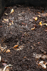 The compost heap had been maturing for a year. Opening it up revealed writhing bunches of earthworms -- the key to soil fertility and soil structure.