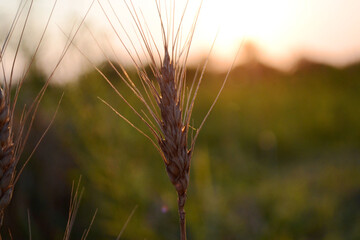 ears of wheat on the field