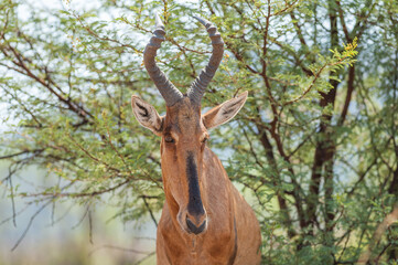 Red Hartebeest Portrait