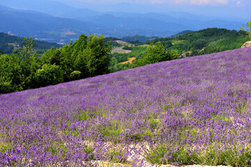 lavender field at sale san Giovanni cuneo Italy