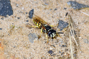 European Beewolf // Bienenwolf (Philanthus triangulum) 