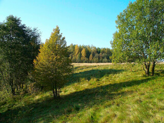 landscape with trees