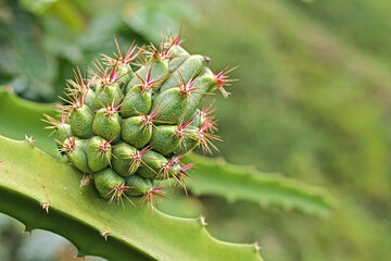 Hylocereus megalanthus. Green dragon fruit. Pitahaya fruit growing in the field. A pitaya or pitahaya is the fruit of several cactus species indigenous to the Americas