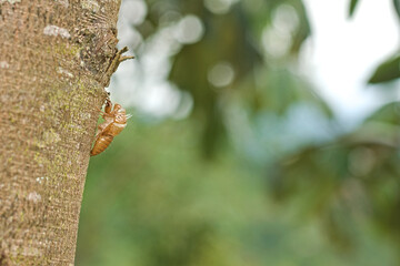 Insect carcass. The molting of the insect. Dry bug on a tree