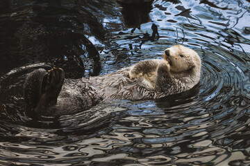 A sea otter kalan swims in the water on its back and washes