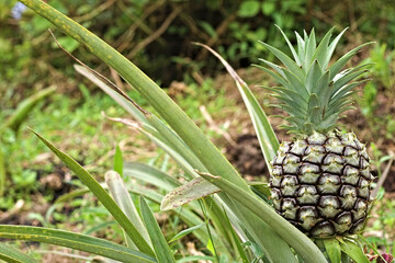 Pineapple plant with fruit. Pineapple bush. Pineapple fruit growing in the field. Young pineapple plant