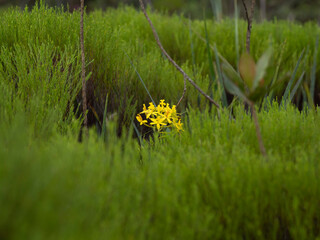 2021 - Yellow Orchidea