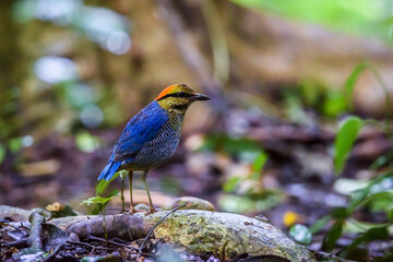 Blue Pitta beautiful bird standing on a ground in the nature