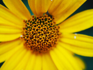 Banner macro photography wild yellow flower close-up, selective focus