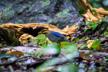 Blue Pitta beautiful bird standing on a ground in the nature