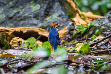 Blue Pitta beautiful bird standing on a ground in the nature