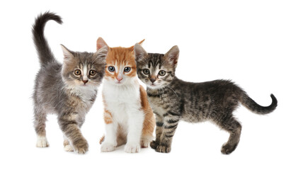 Group of cute little kittens on white background