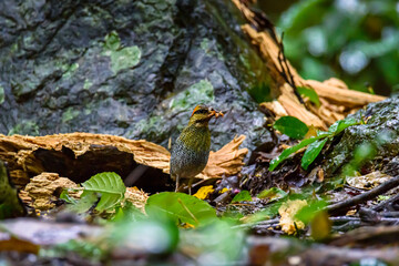 Blue Pitta beautiful bird standing on a ground in the nature