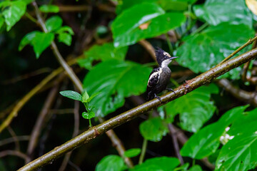 Beautiful bird, Heart-spotted Woodpecker, Hemicircus canente