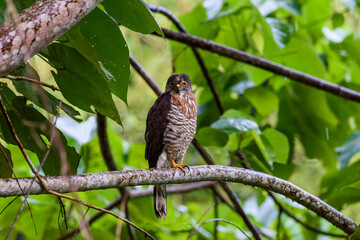 Male crested goshawk perched on a branch in the jungle
