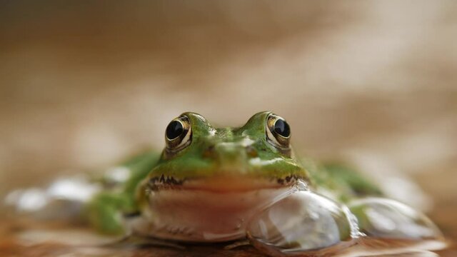 A green frog looks at the camera. Close up from low angle. Zoom in, shallow depth of field.