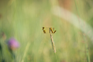 Dragon-fly on a grass spike