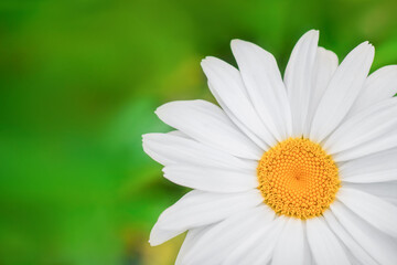 Obraz premium Chamomile flower macro on green natural background. Summer background, banner with copy space