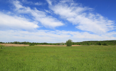 Fototapeta na wymiar green pasture under nice clouds in blue sky