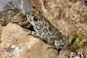 juvenile green toad // junge Wechselkröte (Bufotes viridis) Germany / Deutschland