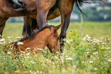 Naklejka premium horse and foal