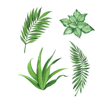 Set of green tropical leaves. Hand drawn watercolor illustration.