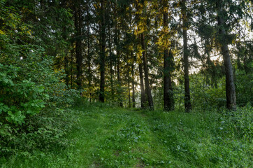 green path in summer forest