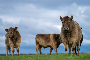 Beef cows and calves grazing on grass in Australia.